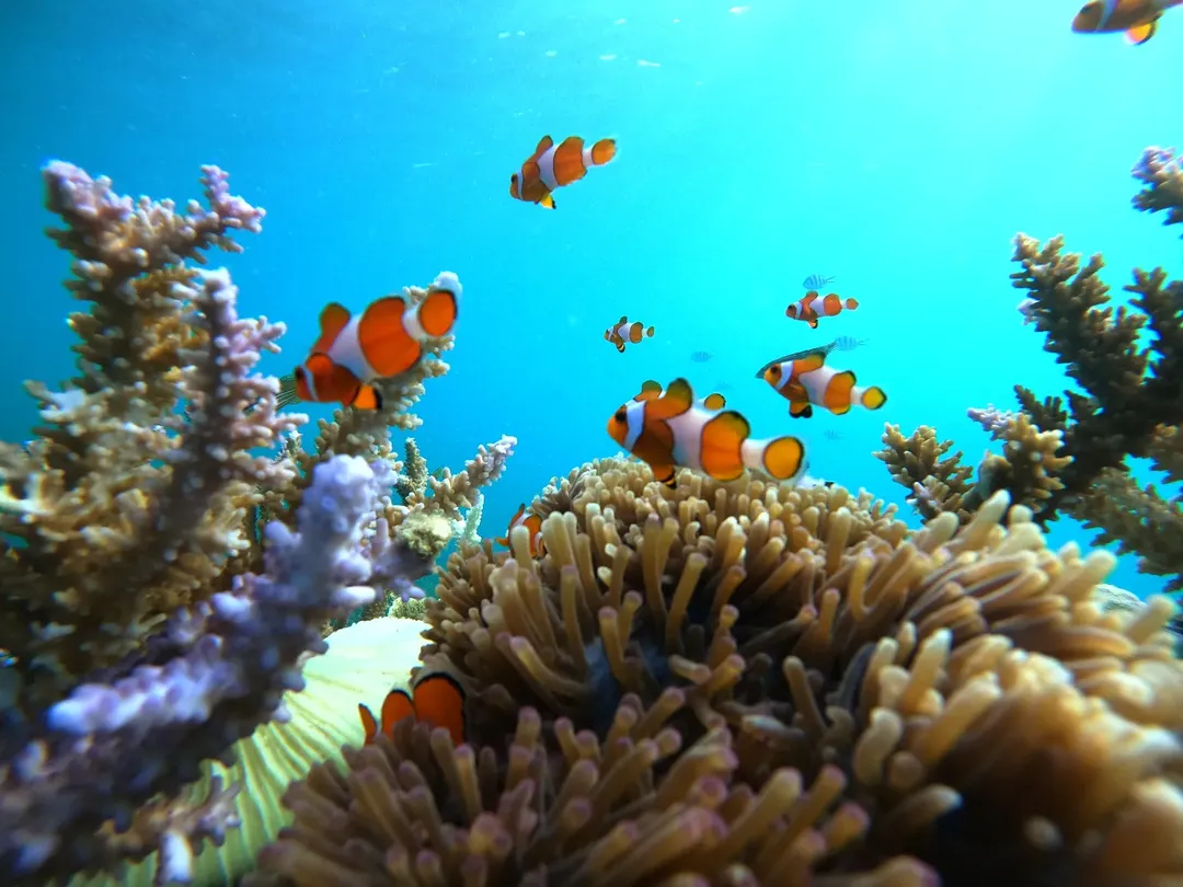 Restauration des récifs coralliens